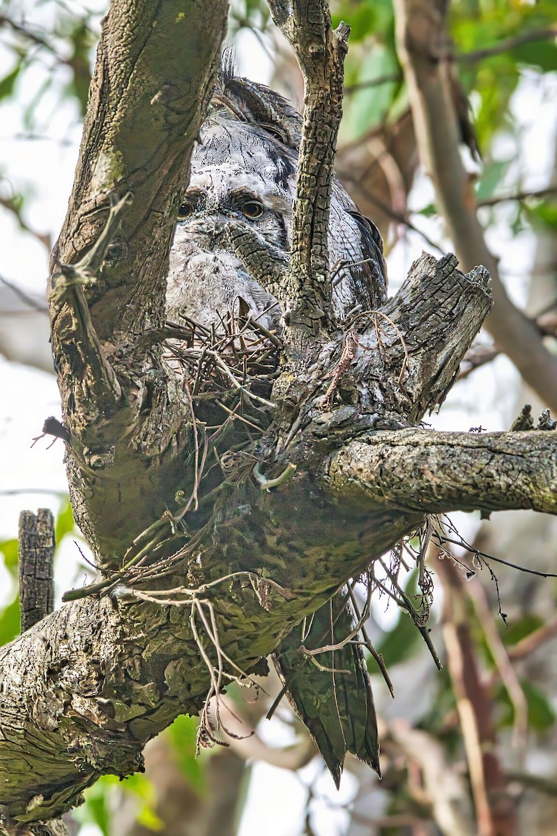 Tawny Frogmouth - ML625389376