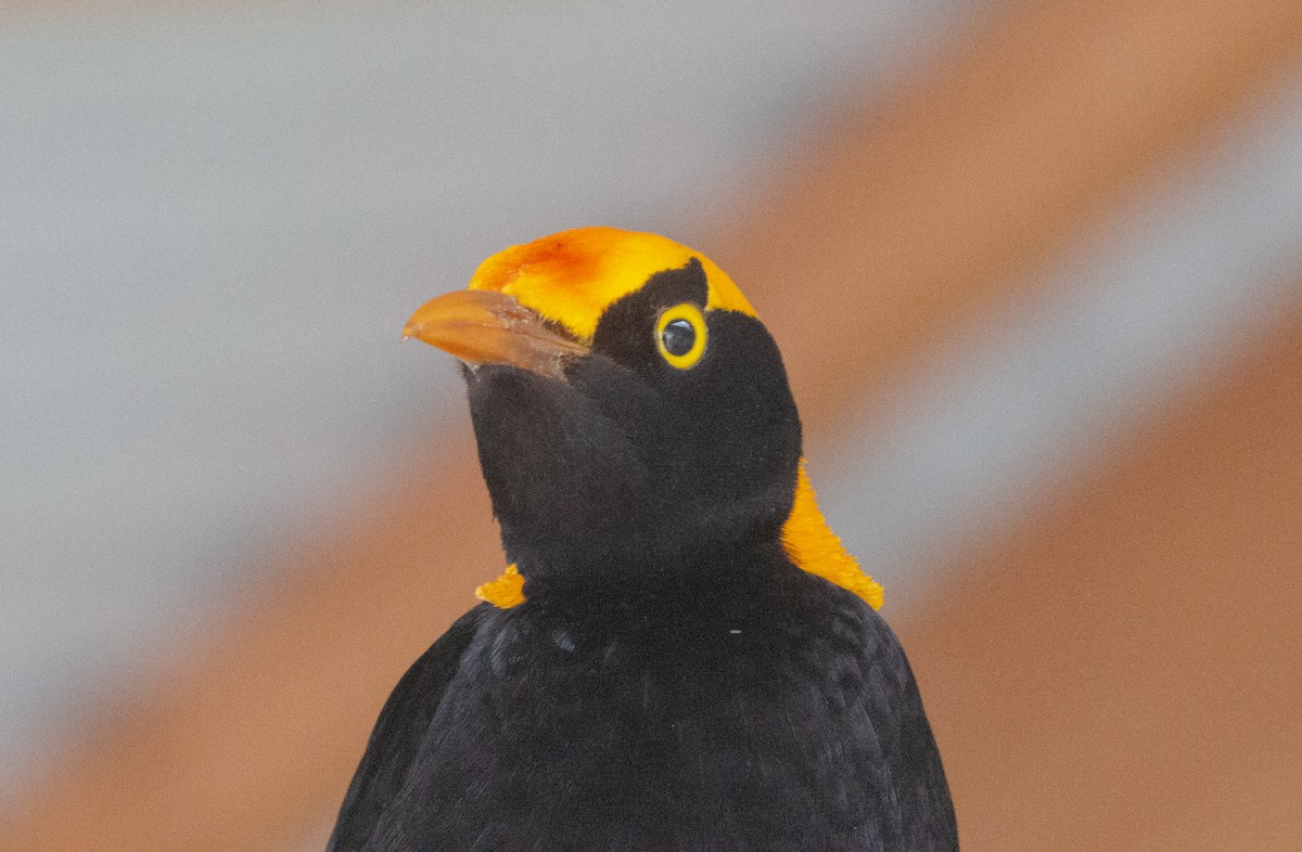 Regent Bowerbird - Lucas Corneliussen