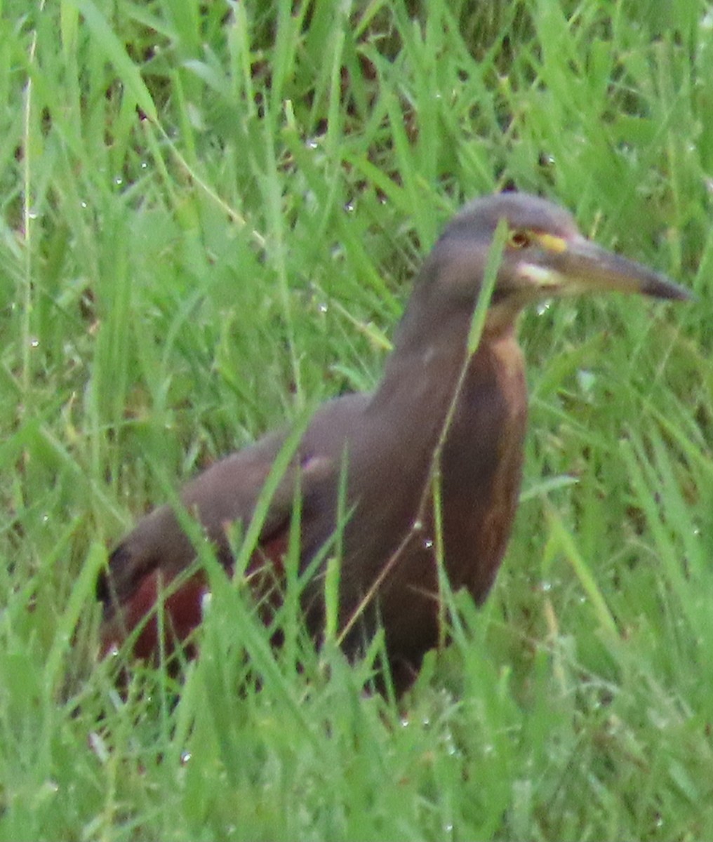 Rufous-bellied Heron - ML625389456