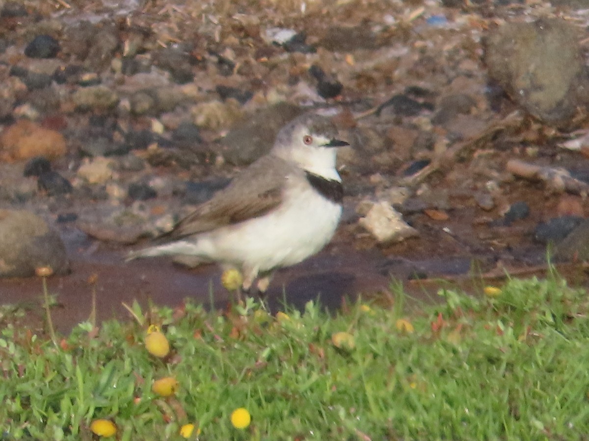 White-fronted Chat - ML625389463