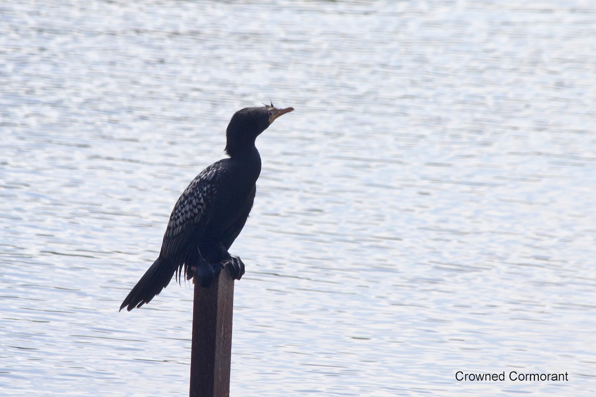 Reed Cormorant - ML625389480