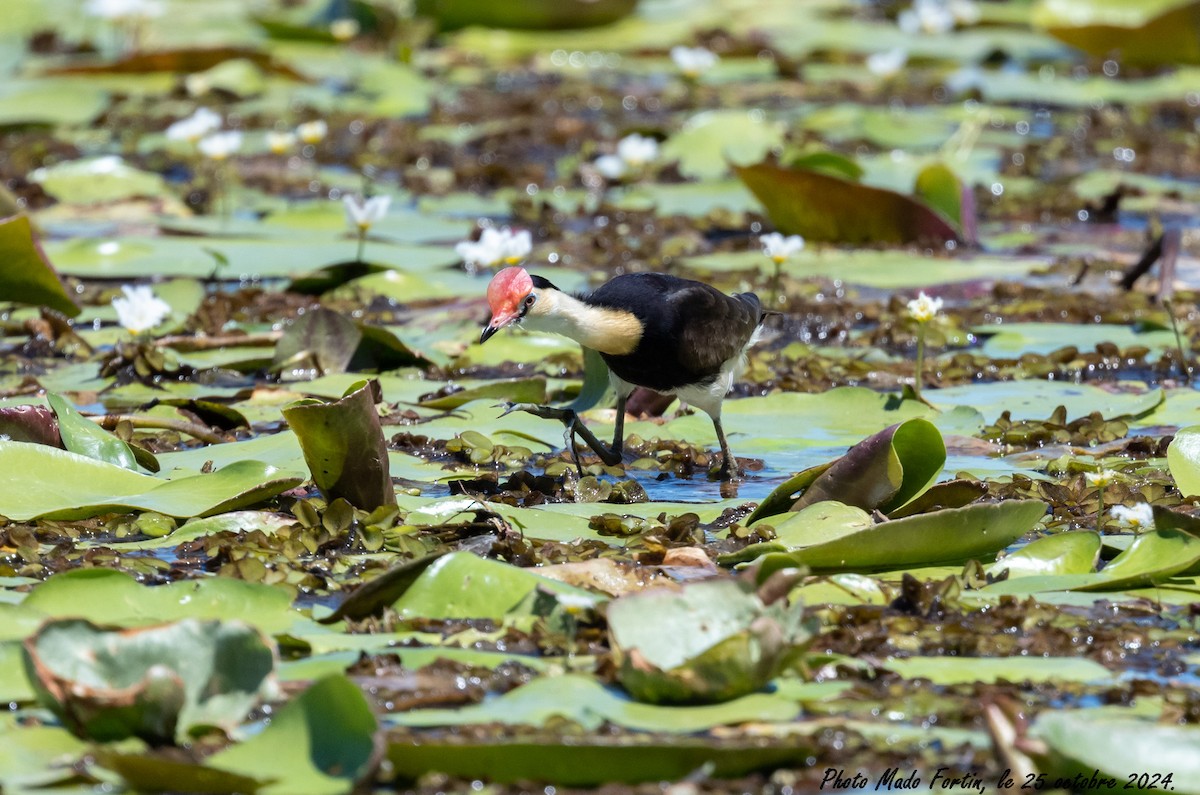 Comb-crested Jacana - ML625389523