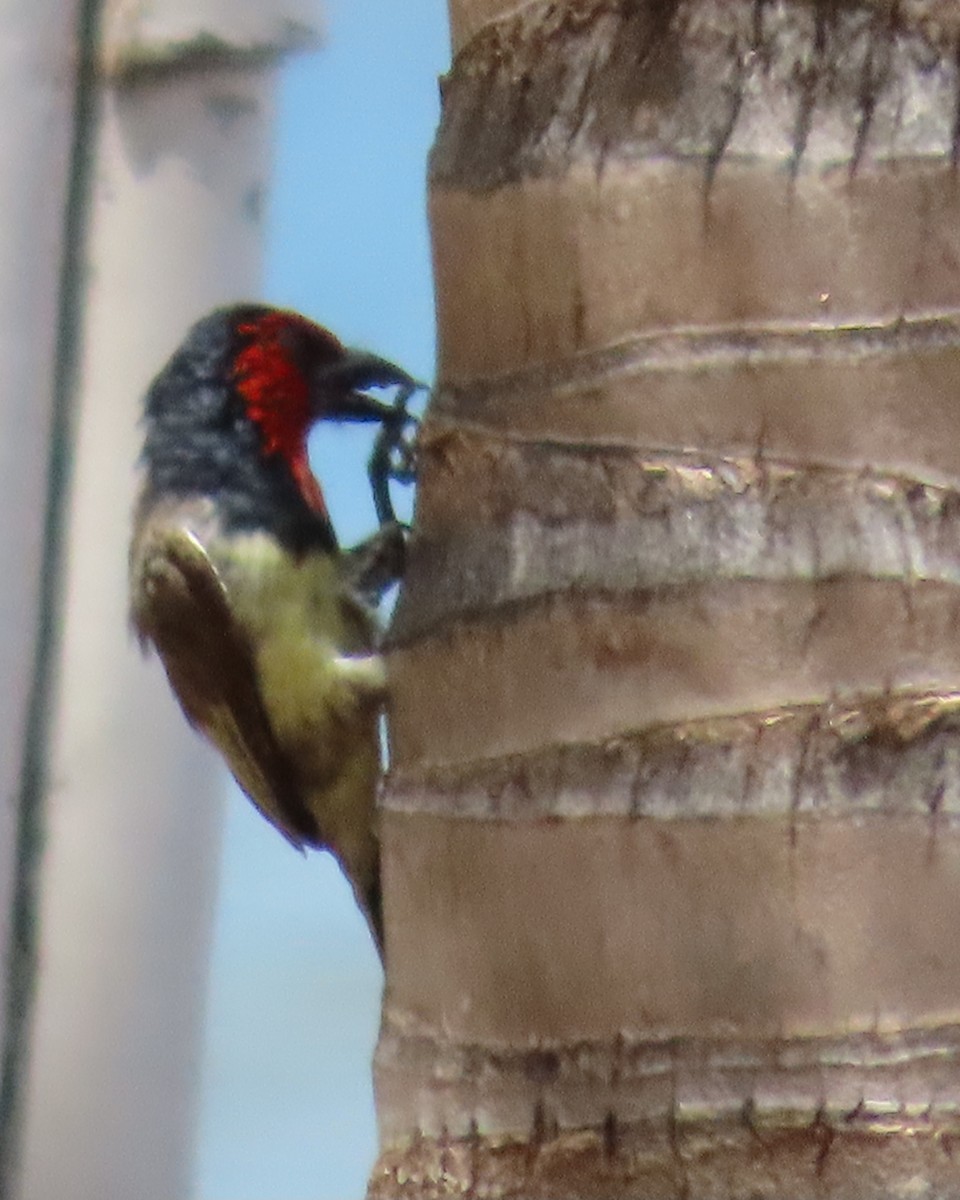 Black-collared Barbet - Richard Davis