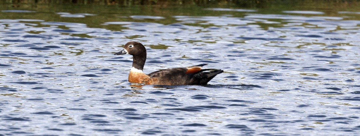 Australian Shelduck - ML625389559