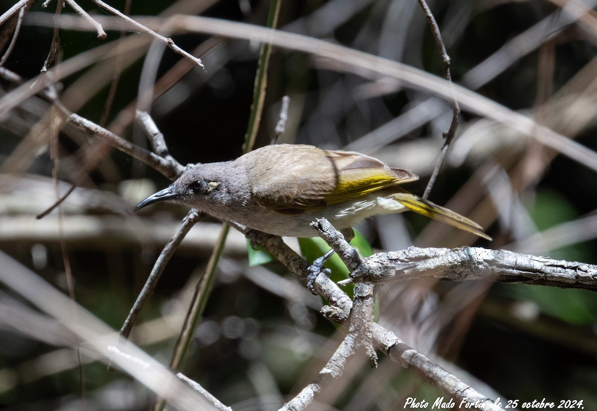 Brown Honeyeater - ML625389638