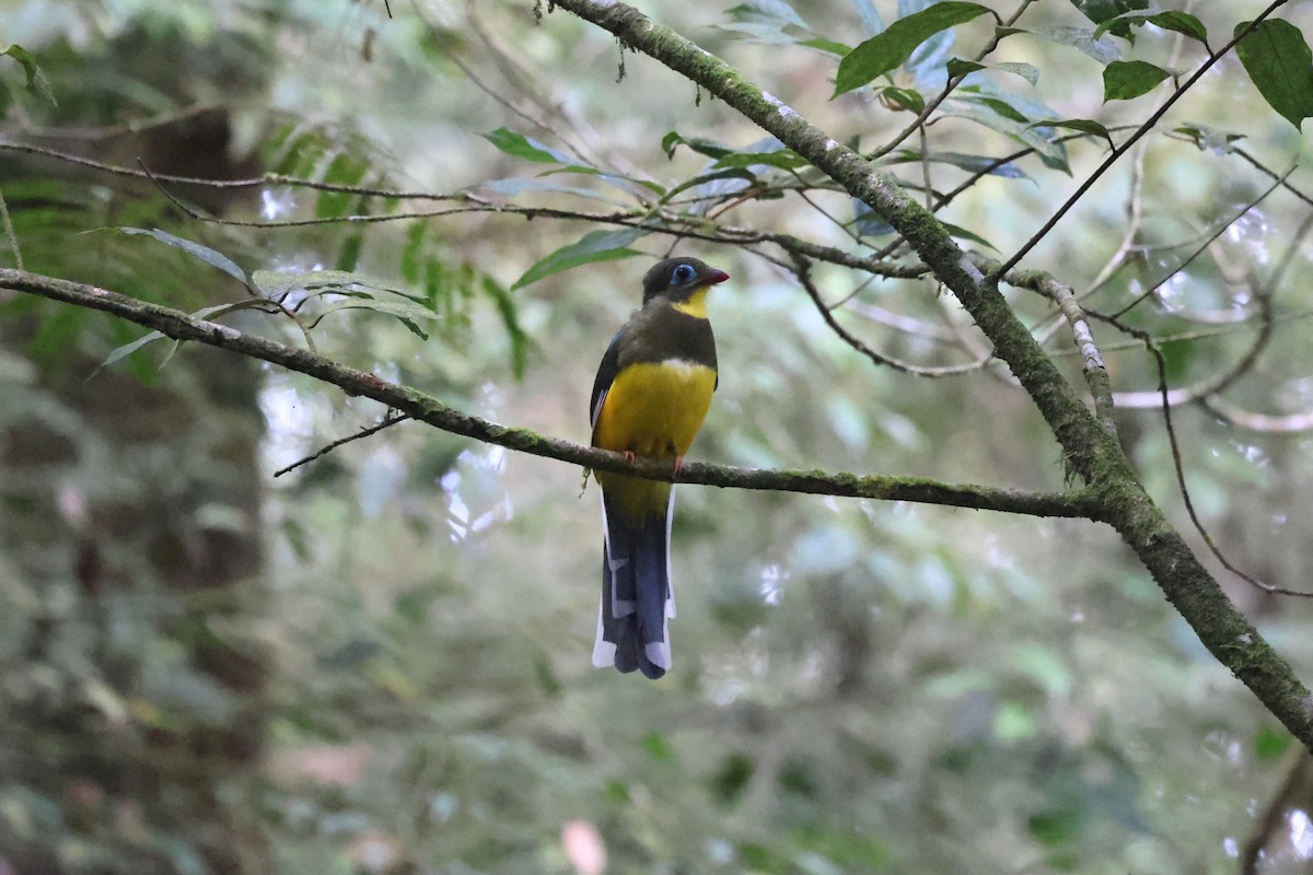 trogon sumaterský - ML625389700