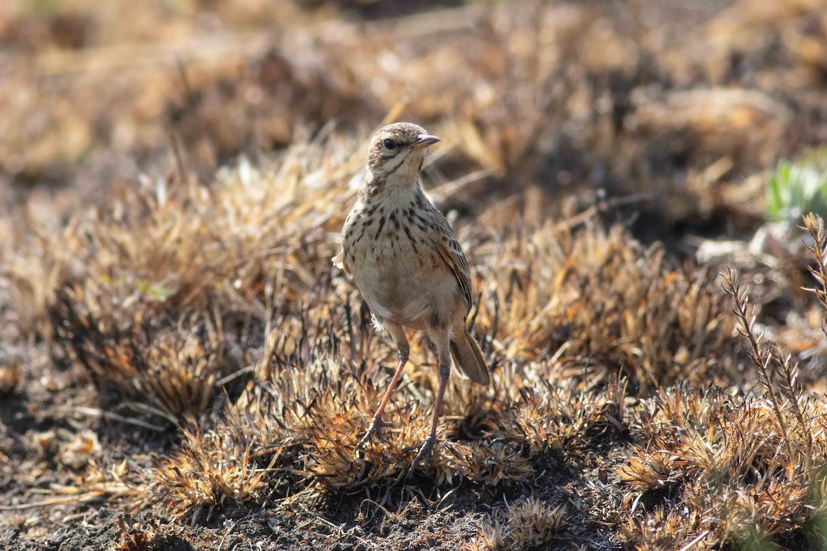 Plateau Lark - ML625389722