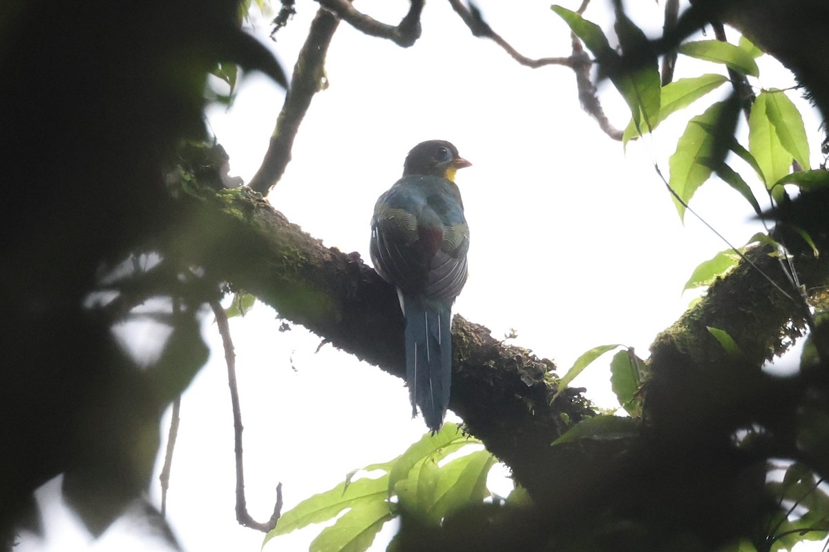 trogon sumaterský - ML625389731