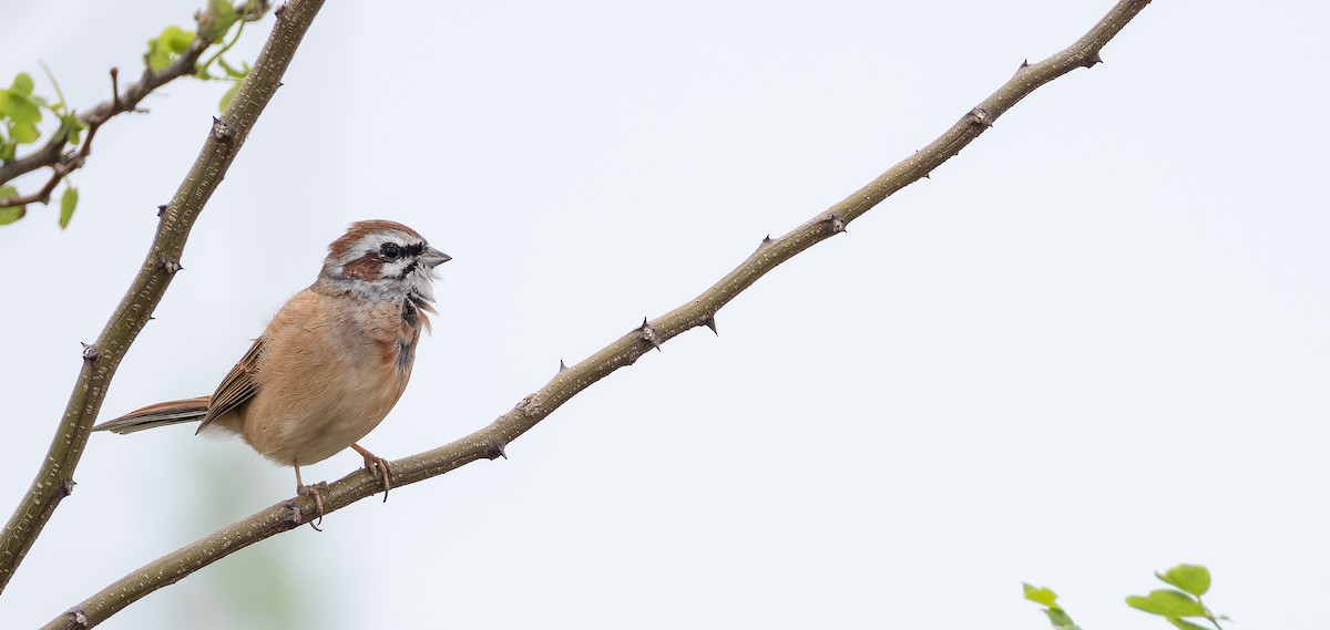 Meadow Bunting - ML625389748