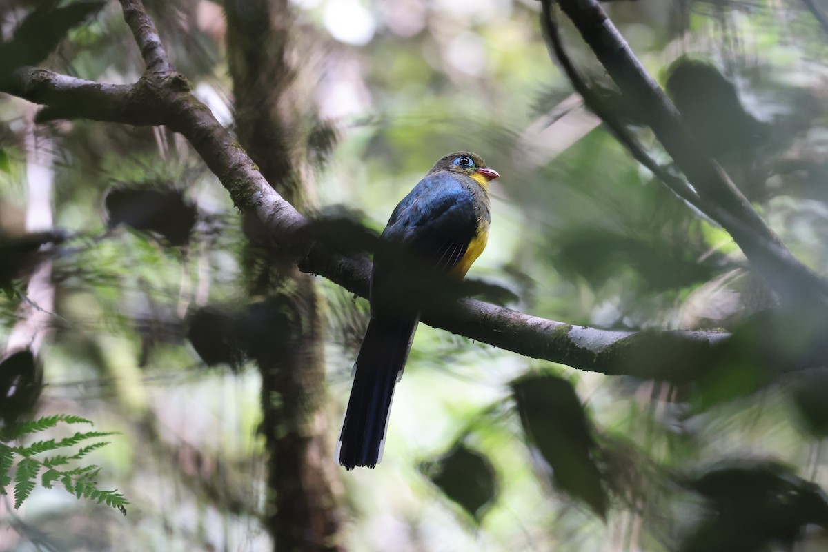 trogon sumaterský - ML625389751