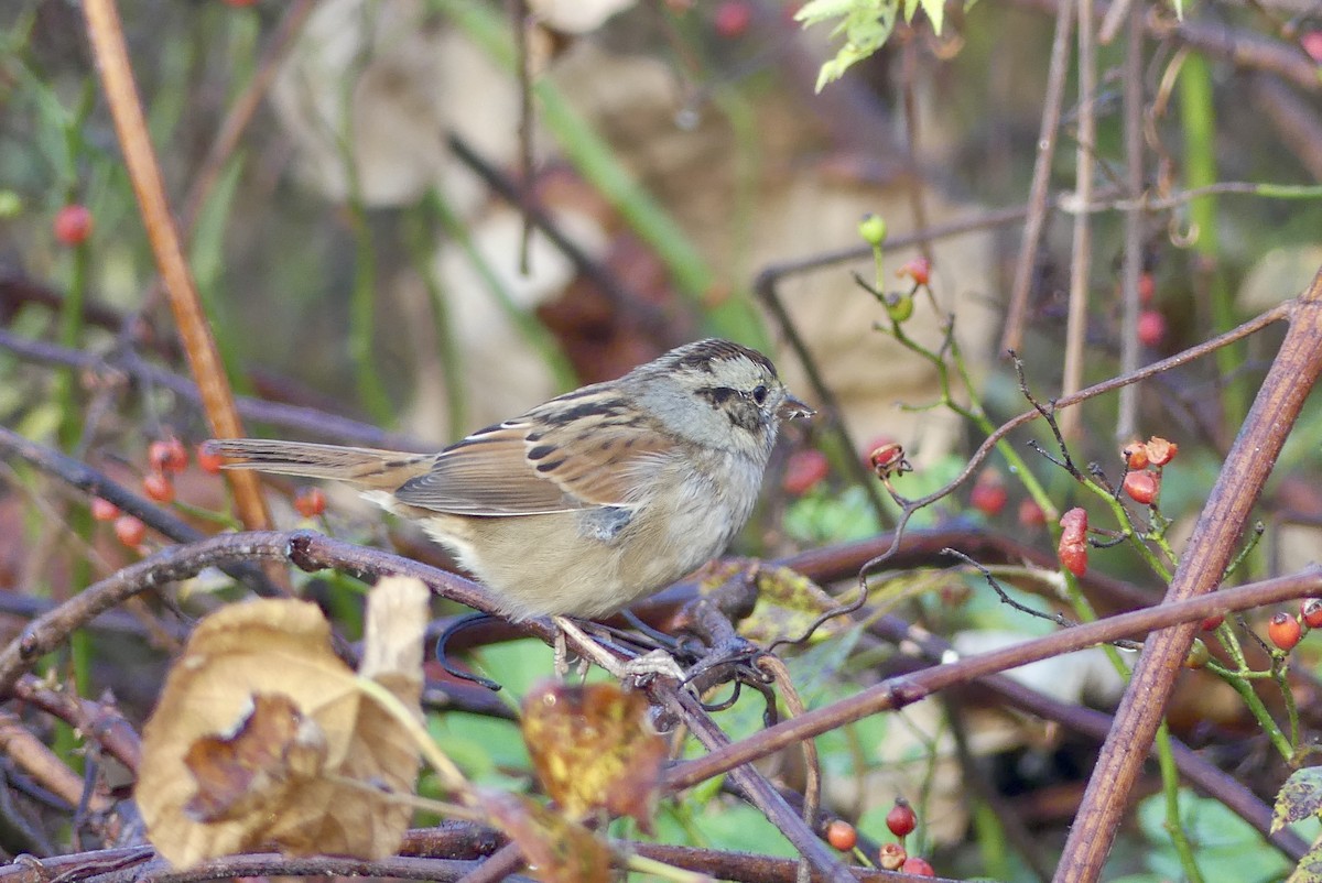 Swamp Sparrow - Jessica Bishop