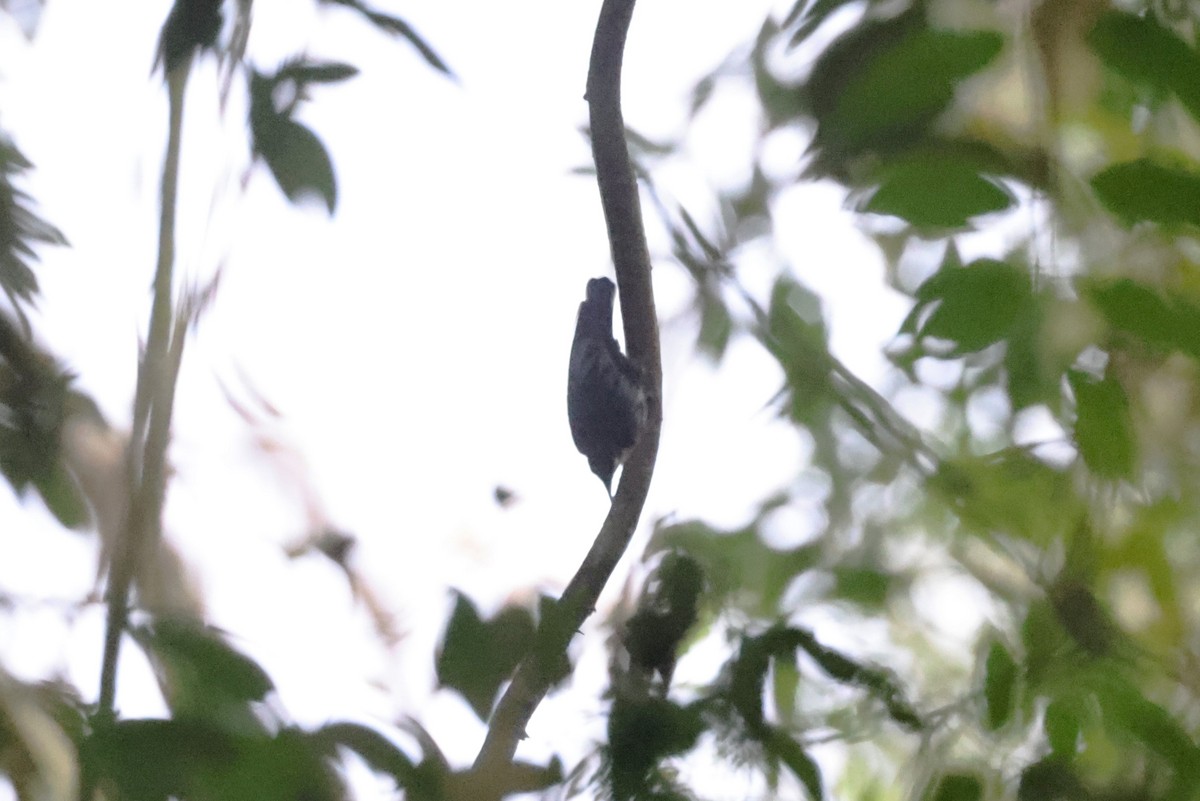 Blue Nuthatch - ML625389866