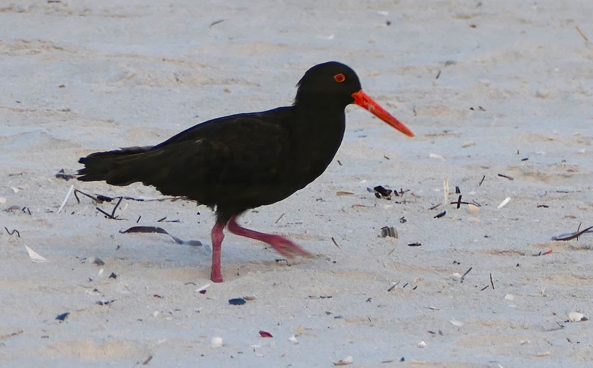 Sooty Oystercatcher - ML625389966