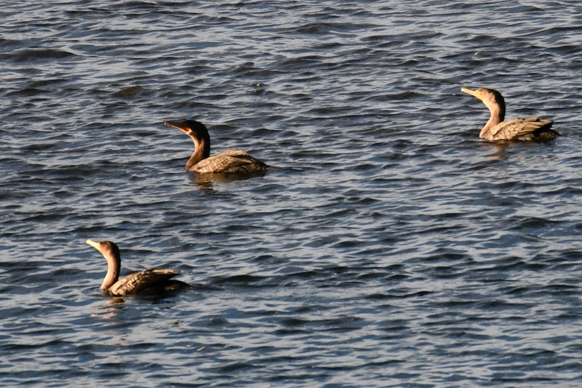 Double-crested Cormorant - ML625389993