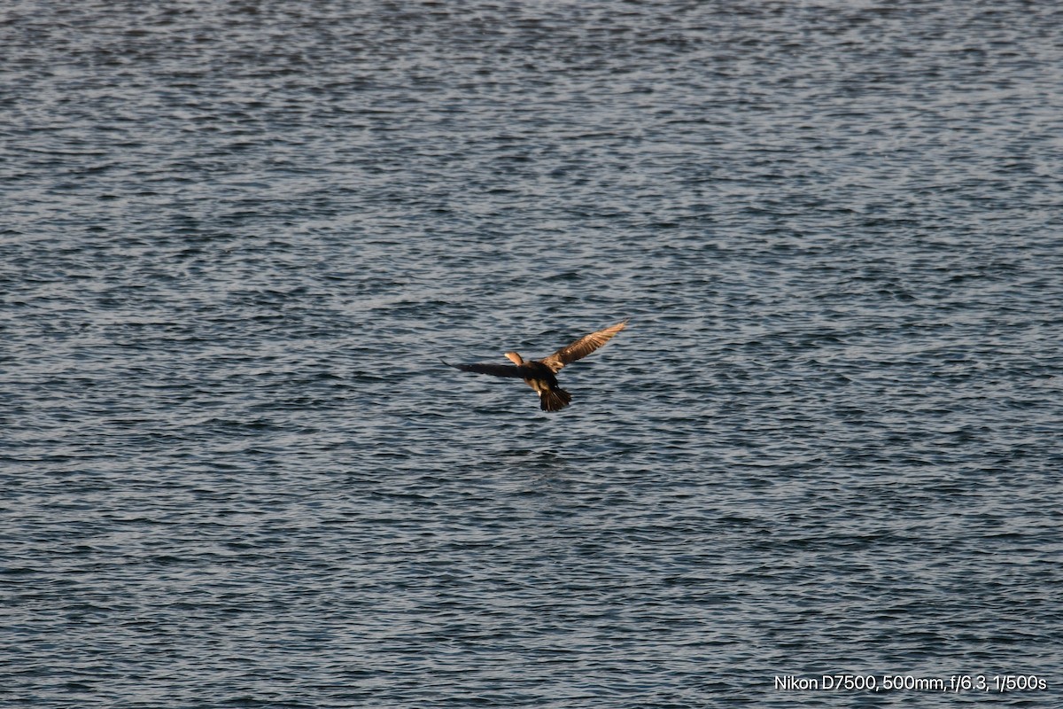 Double-crested Cormorant - ML625389994