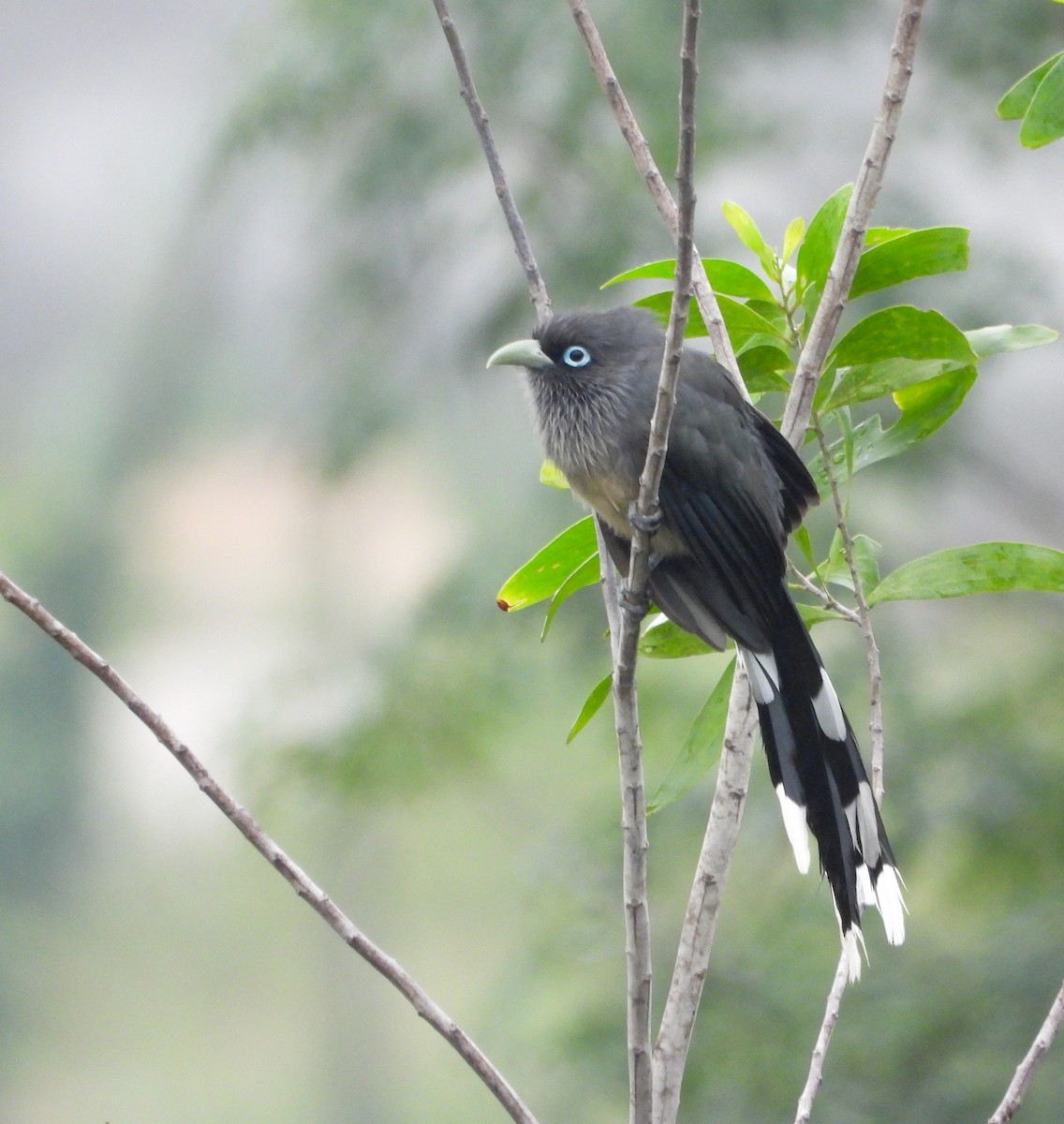 Blue-faced Malkoha - ML625390001