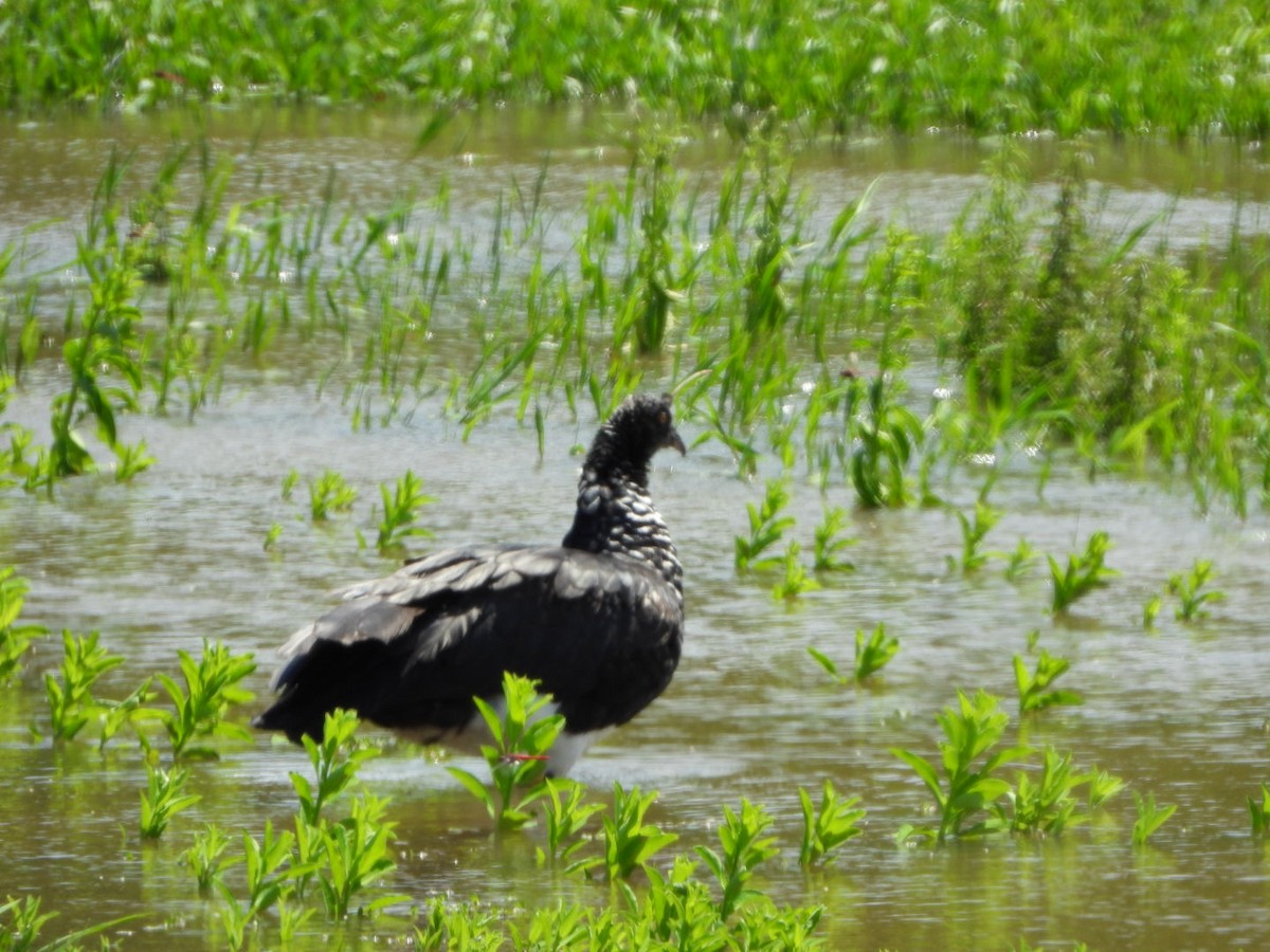 Horned Screamer - ML625390103