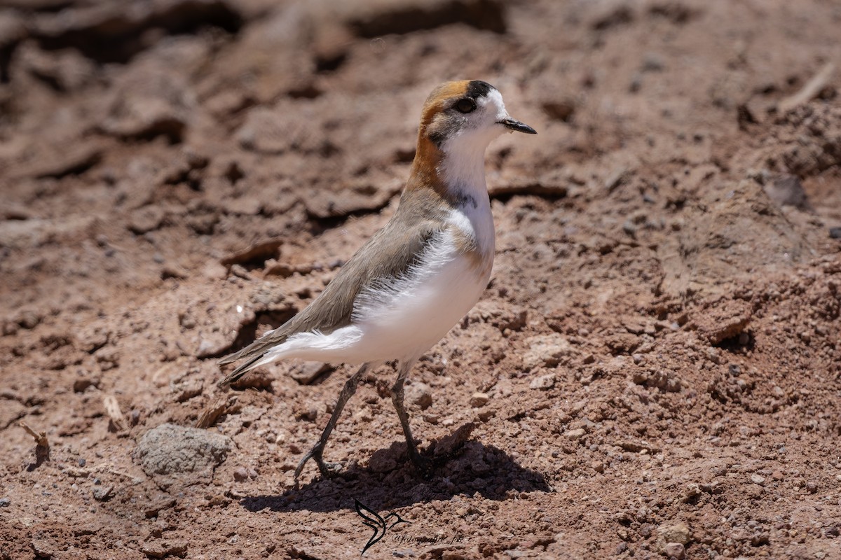 Puna Plover - ML625390211