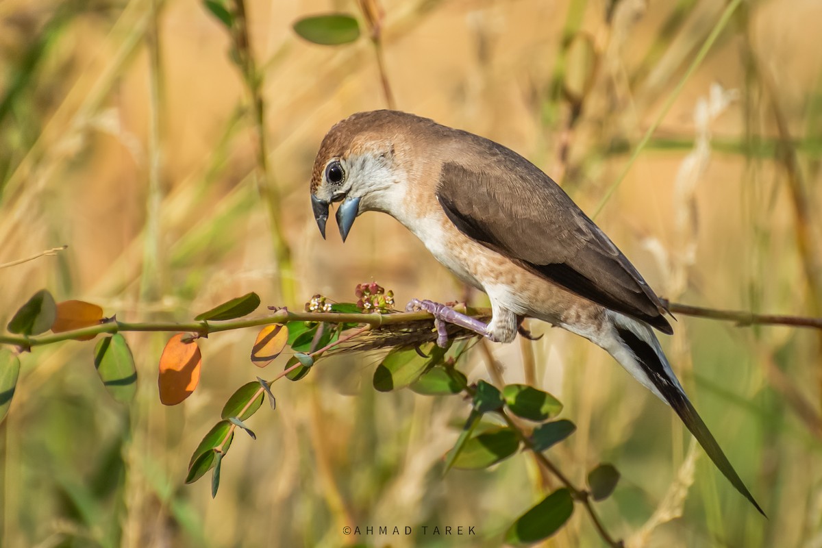 Indian Silverbill - ML625390213