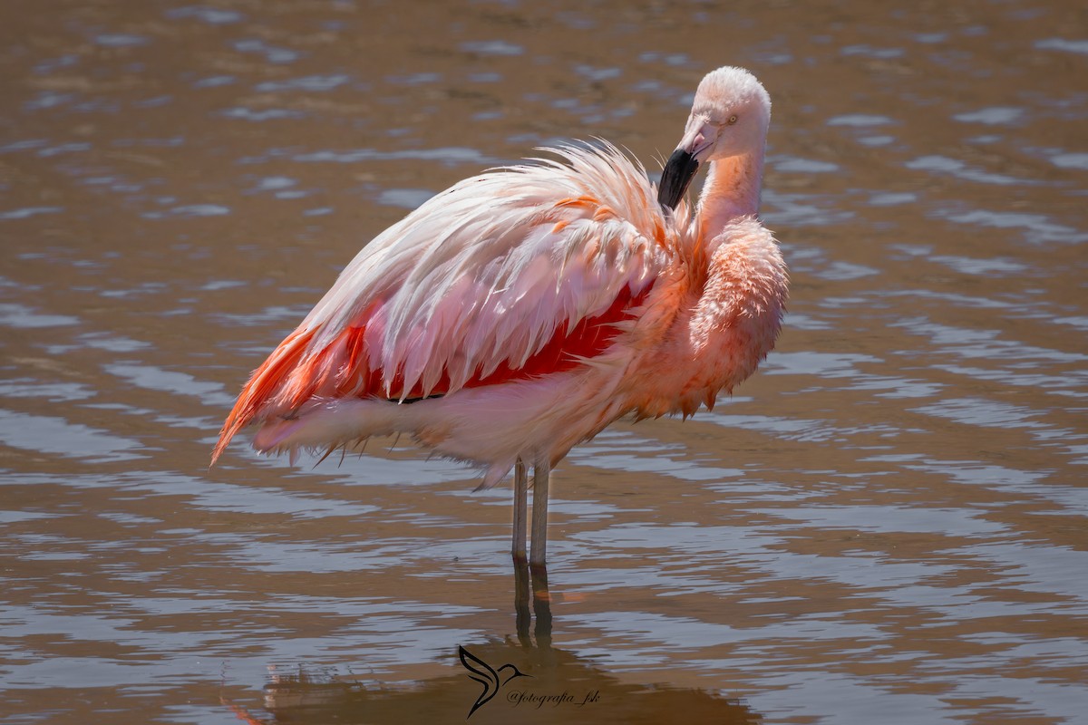 Chilean Flamingo - ML625390219