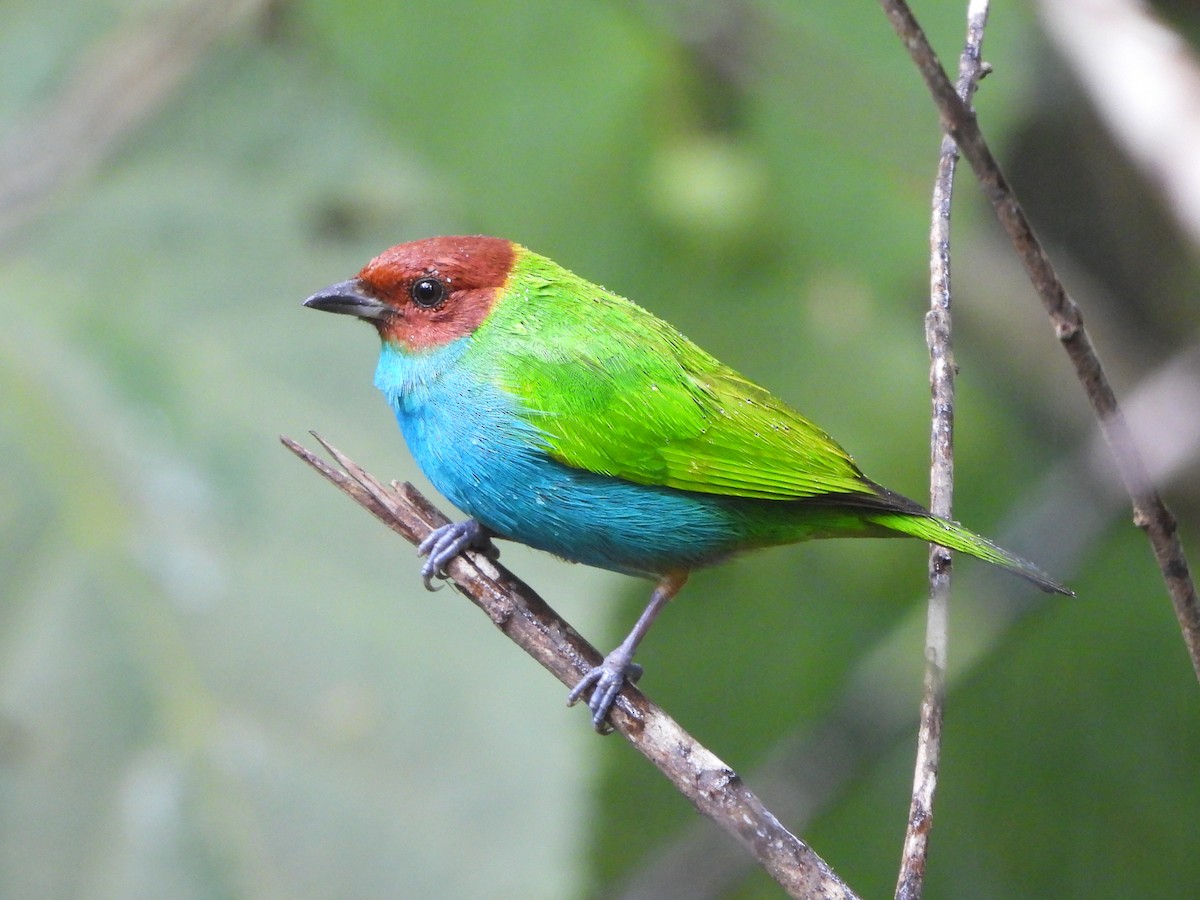 Bay-headed Tanager - ML625390221