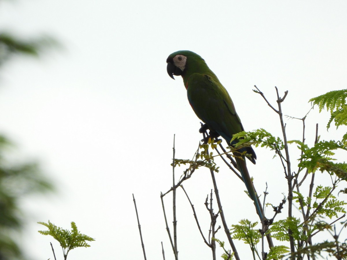 Chestnut-fronted Macaw - ML625390223