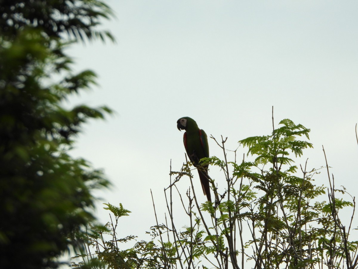 Chestnut-fronted Macaw - ML625390224