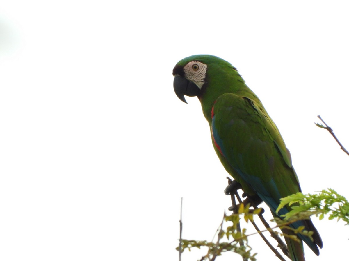 Chestnut-fronted Macaw - ML625390225