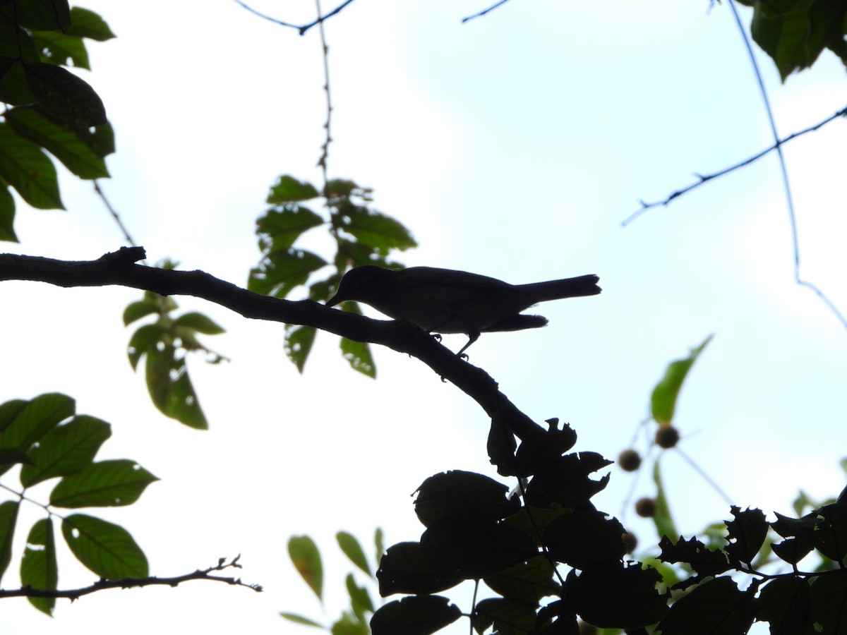 Chivi Vireo - ML625390249