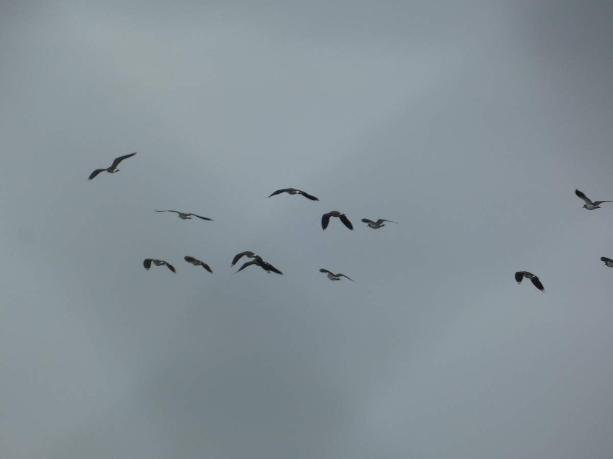 Northern Lapwing - ML625390266