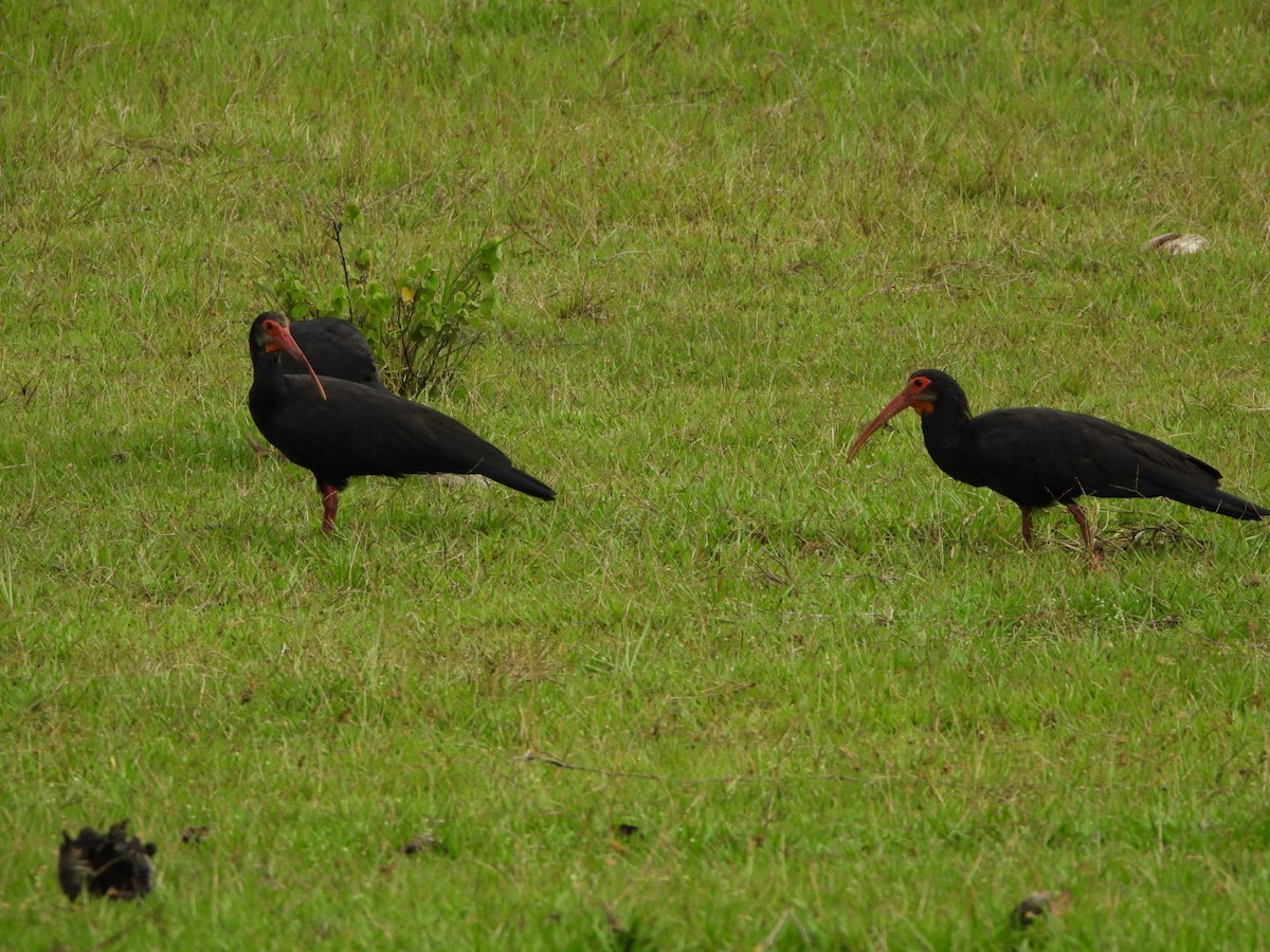 Sharp-tailed Ibis - ML625390272