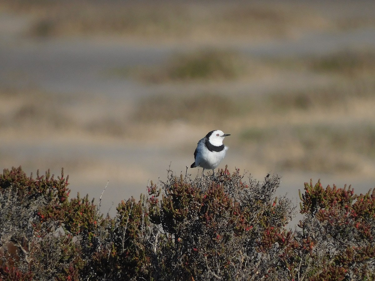 White-fronted Chat - ML625390275