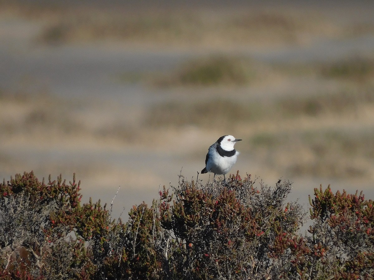 White-fronted Chat - ML625390276