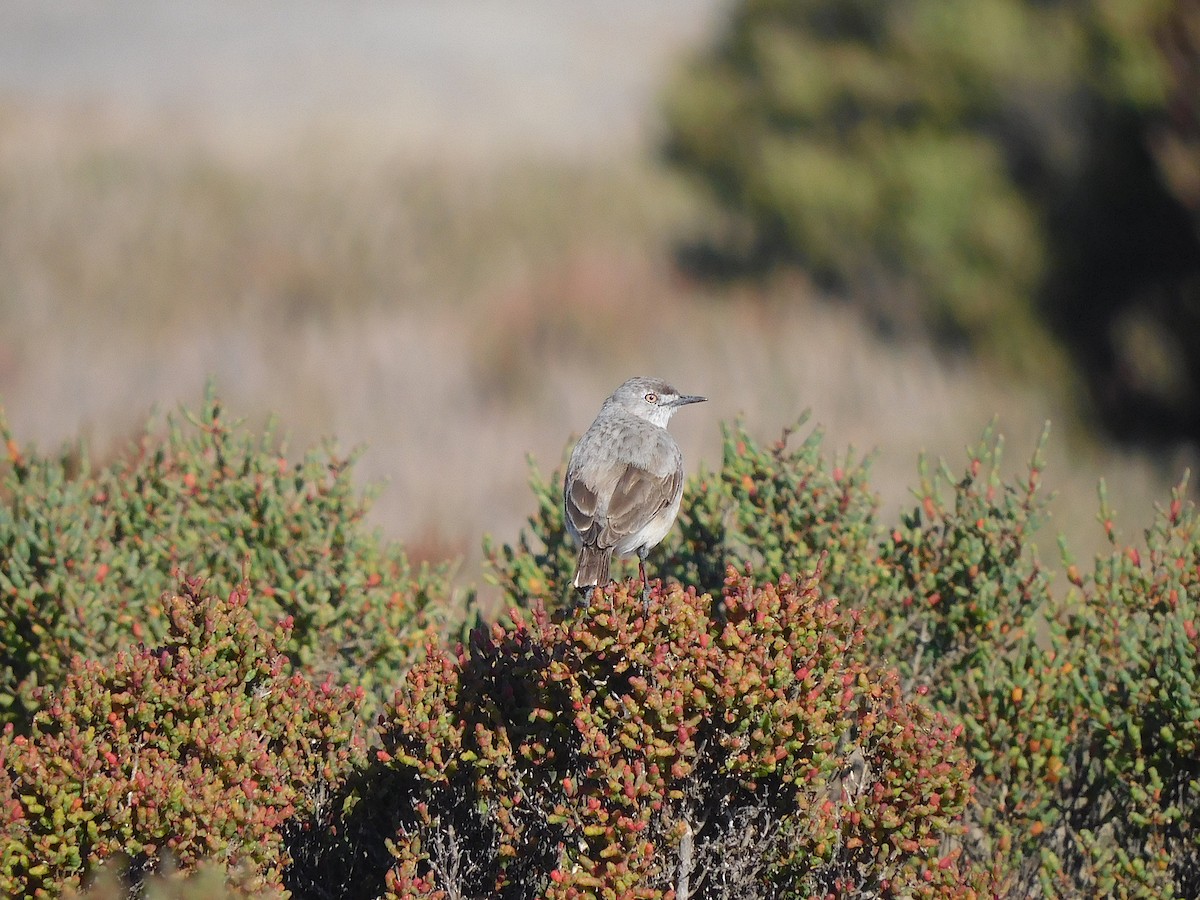 White-fronted Chat - ML625390277