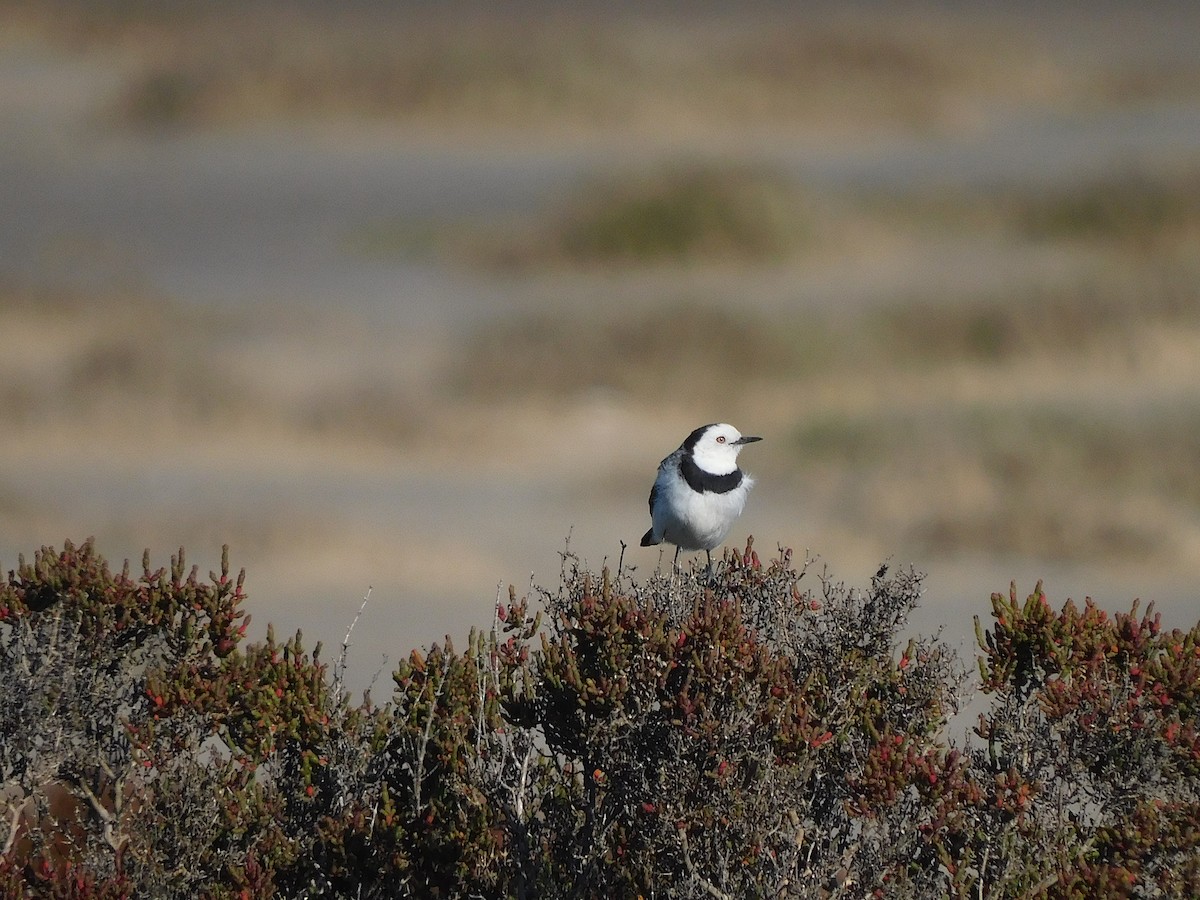 White-fronted Chat - ML625390278