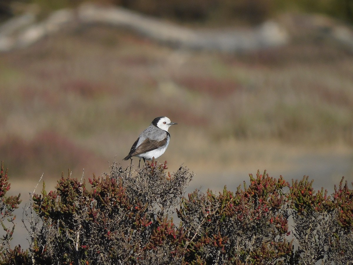 White-fronted Chat - ML625390281