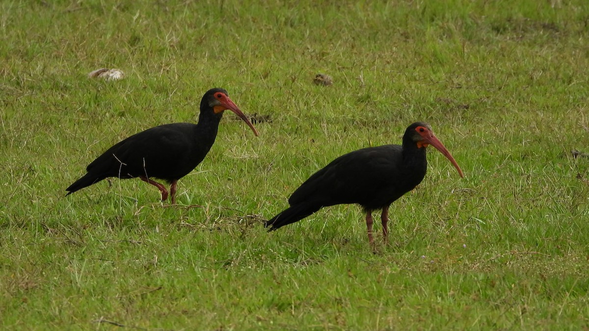 Sharp-tailed Ibis - ML625390285