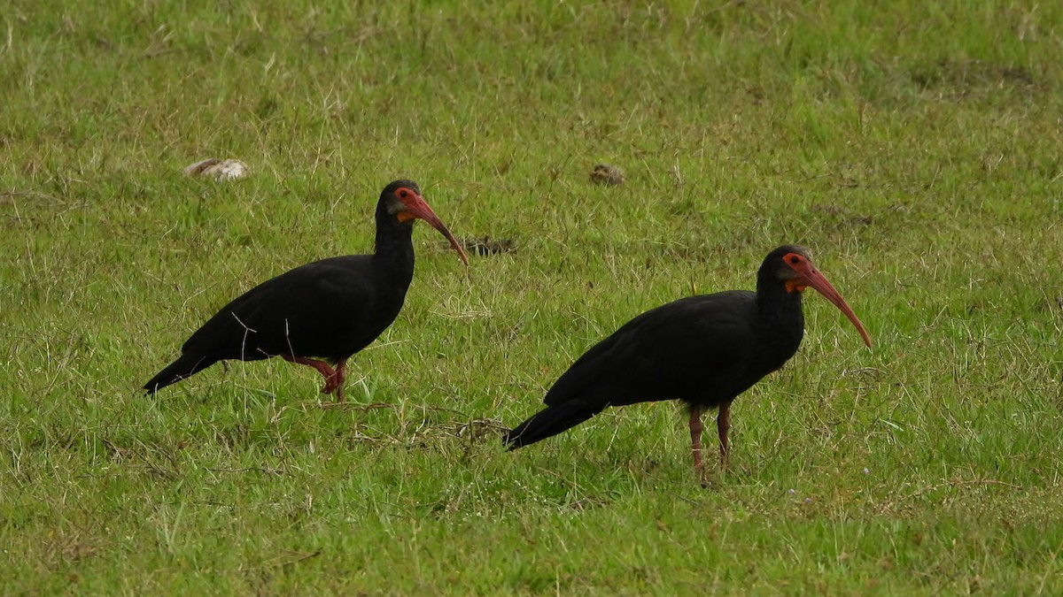 Sharp-tailed Ibis - ML625390286