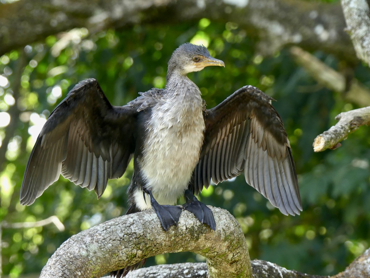 Reed Cormorant - ML625390293