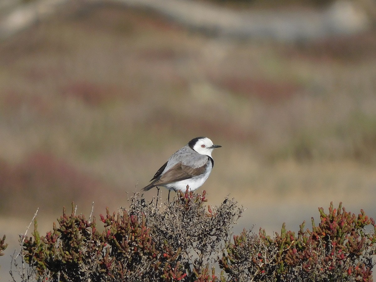 White-fronted Chat - ML625390324