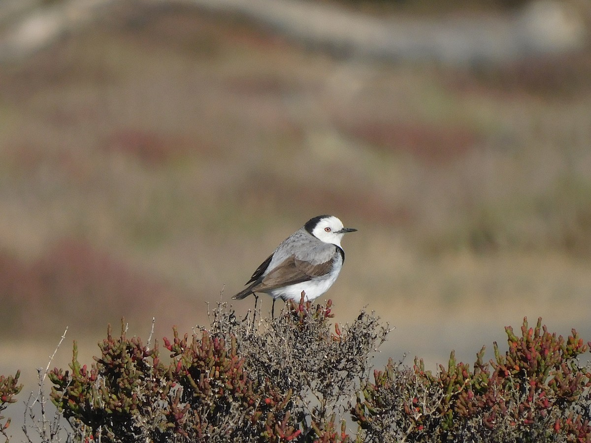 White-fronted Chat - ML625390325