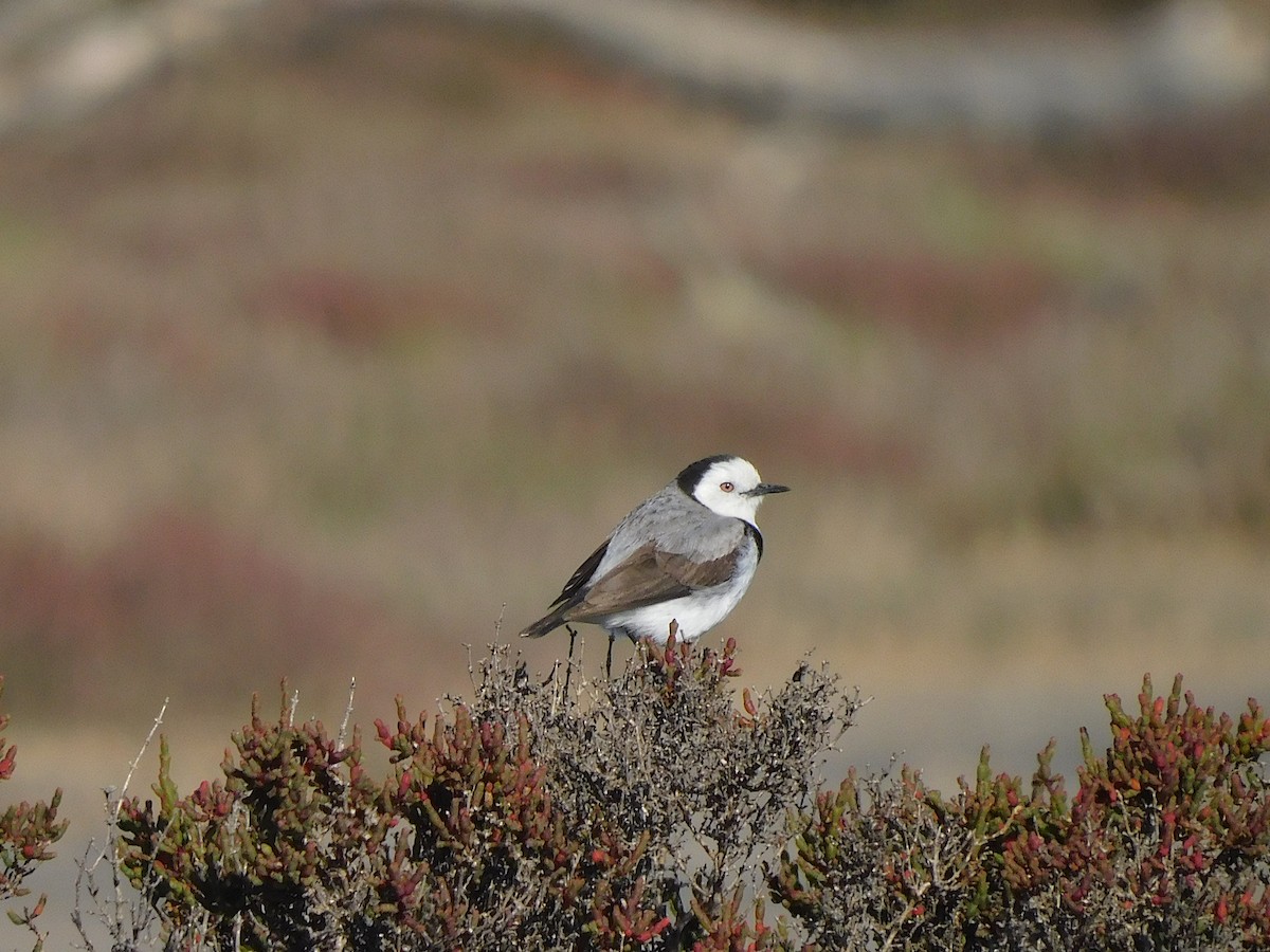 White-fronted Chat - ML625390326