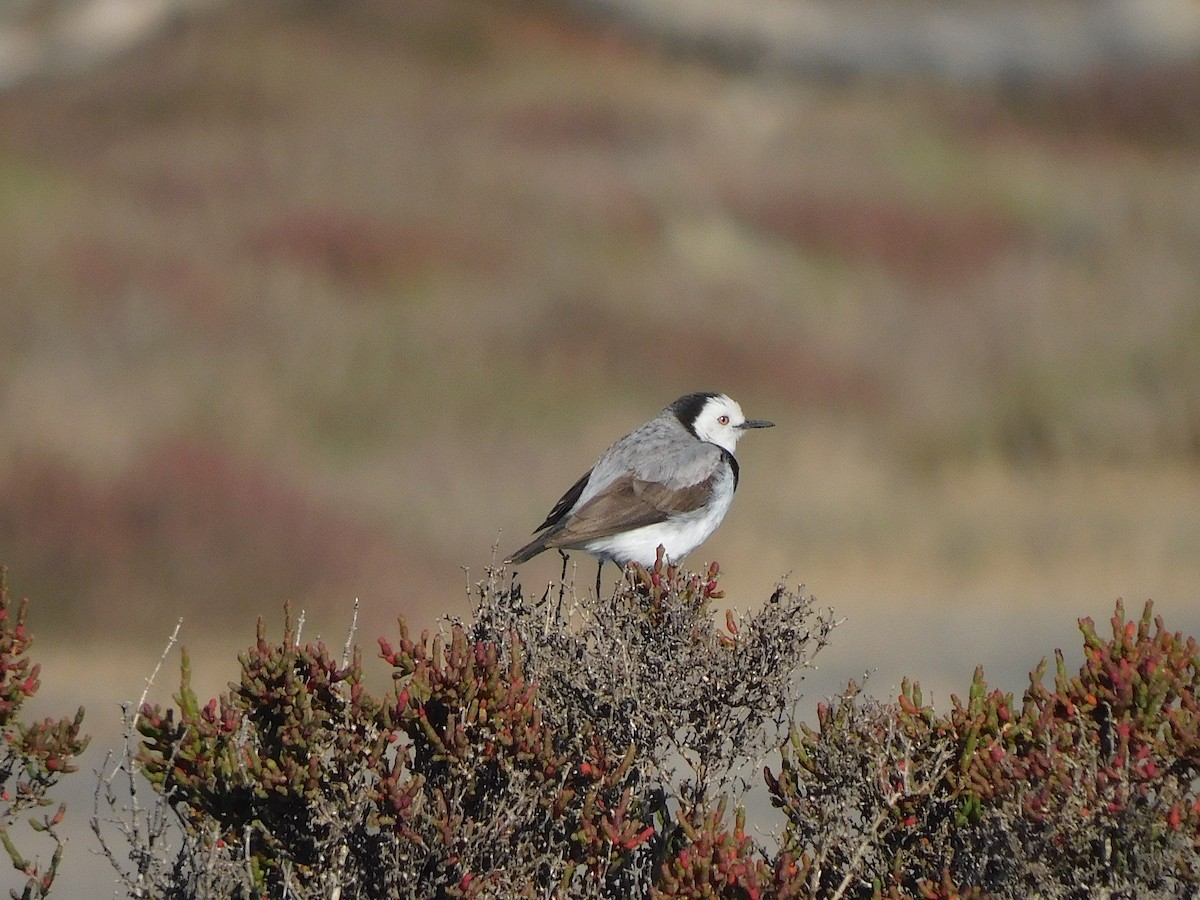 White-fronted Chat - ML625390327