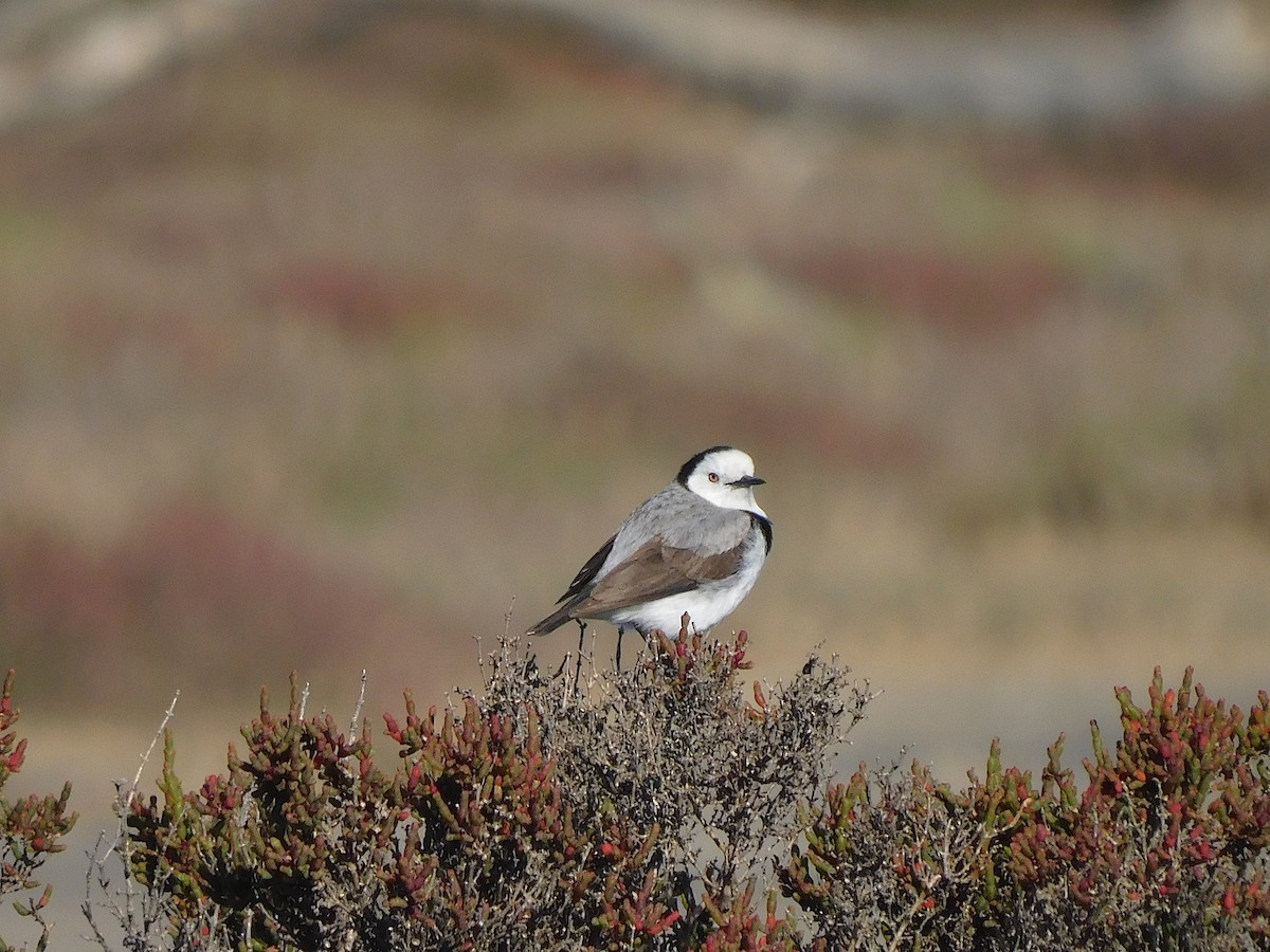 White-fronted Chat - ML625390328