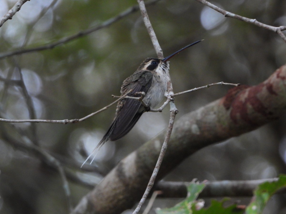Pale-bellied Hermit - ML625390336