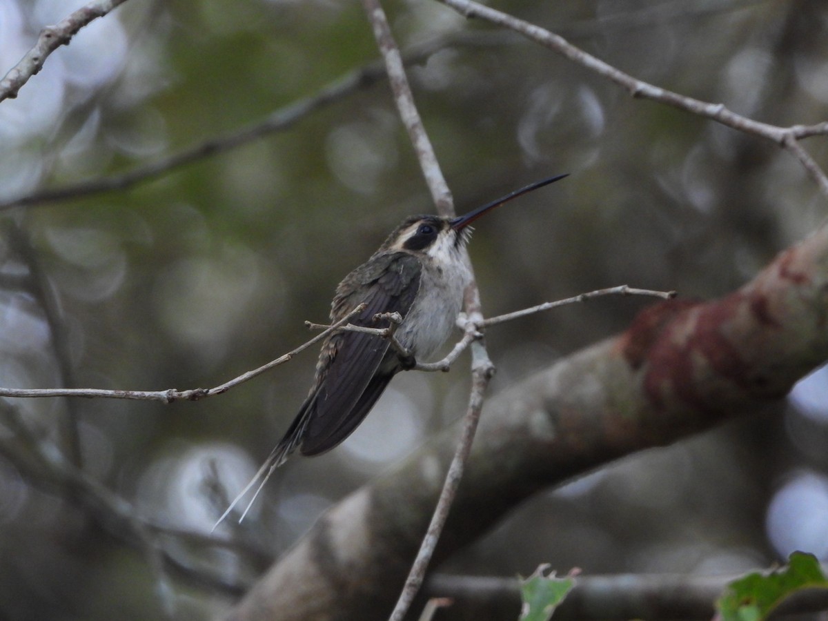 Pale-bellied Hermit - ML625390337