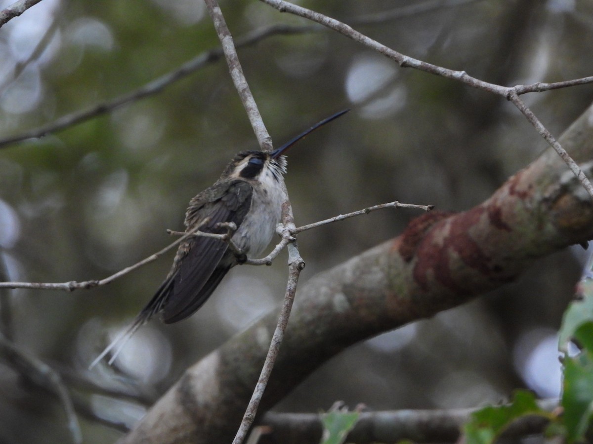 Pale-bellied Hermit - ML625390338