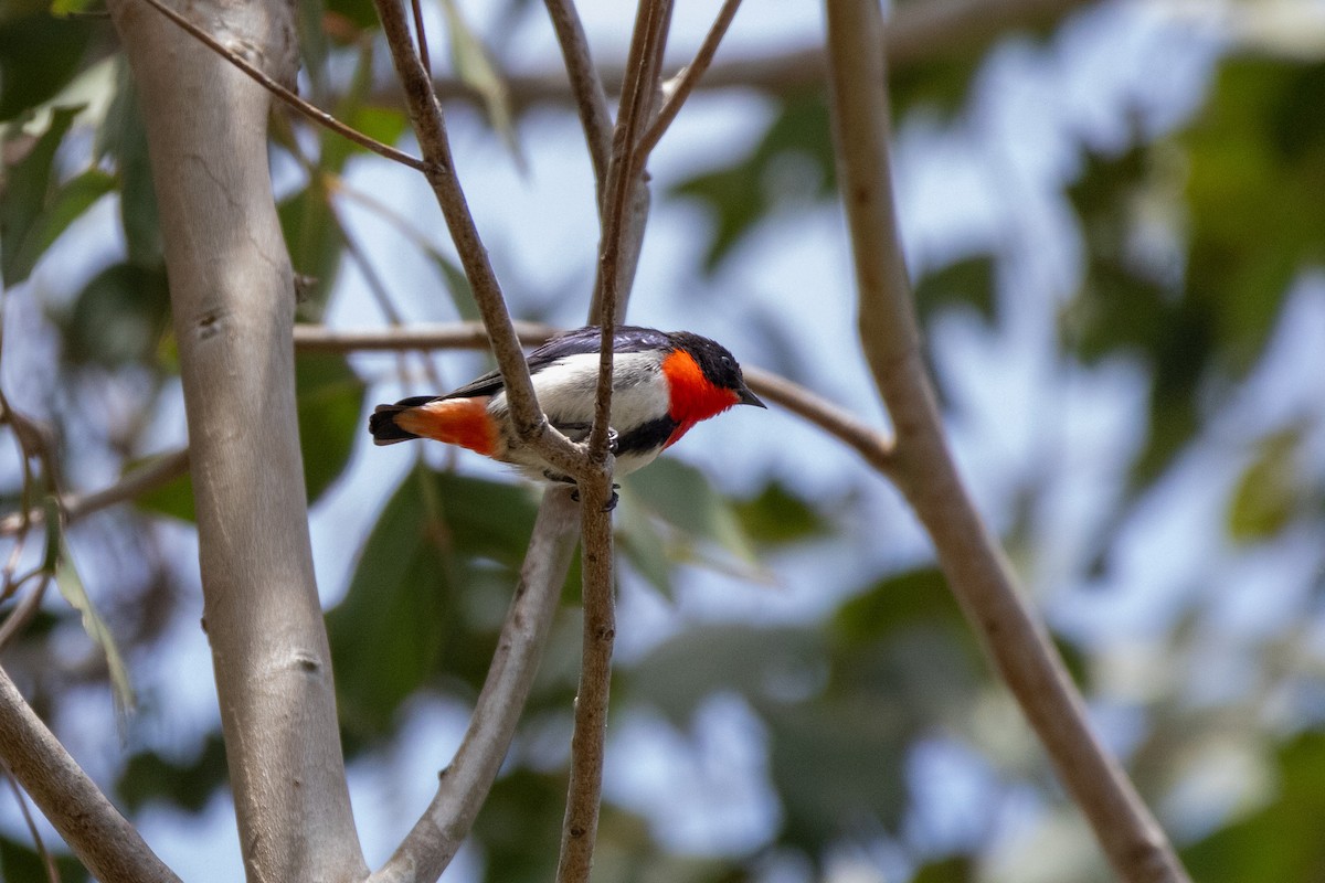 Mistletoebird - ML625390342