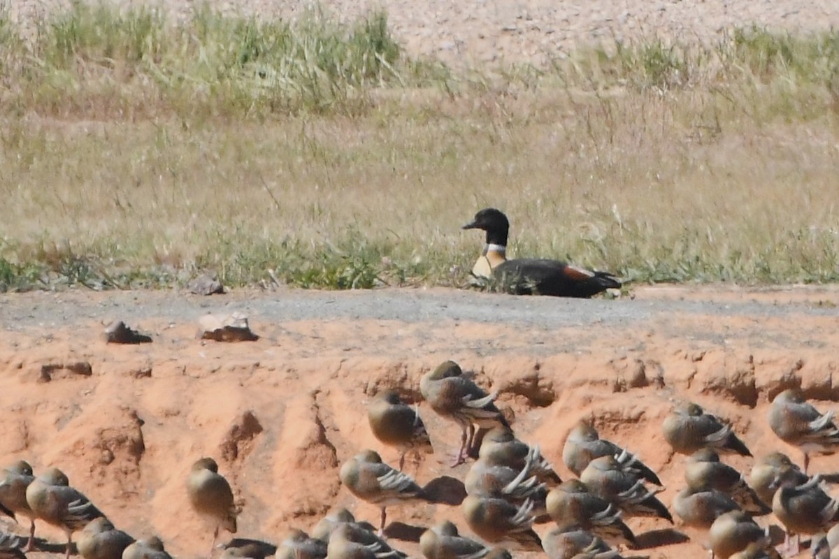 Australian Shelduck - ML625390356