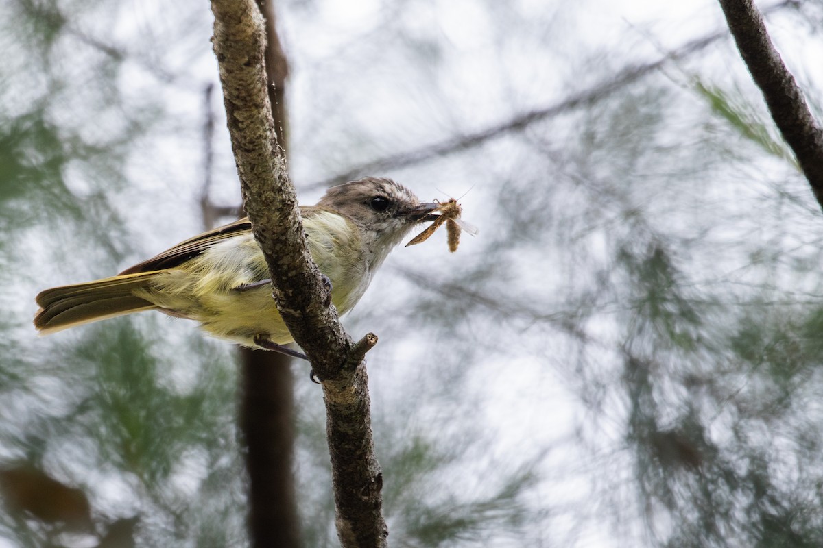 Gray Whistler (Gray-headed) - Kye Turnbull